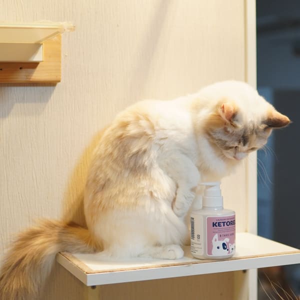 ケトレル (KETOREL)
ディタージェント 300ML ペットの毛がつきにくい 洗濯洗剤 コーティング 犬 猫 イヌ ネコ 蛍光増白剤不使用 無添加 無香料 日本製
手の汚れないポンプ式 リッカティル LyckaTill