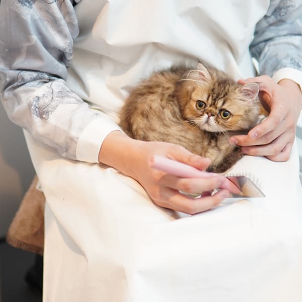 ケトレル (KETOREL)
ディタージェント 300ML ペットの毛がつきにくい 洗濯洗剤 コーティング 犬 猫 イヌ ネコ 蛍光増白剤不使用 無添加 無香料 日本製
手の汚れないポンプ式 リッカティル LyckaTill